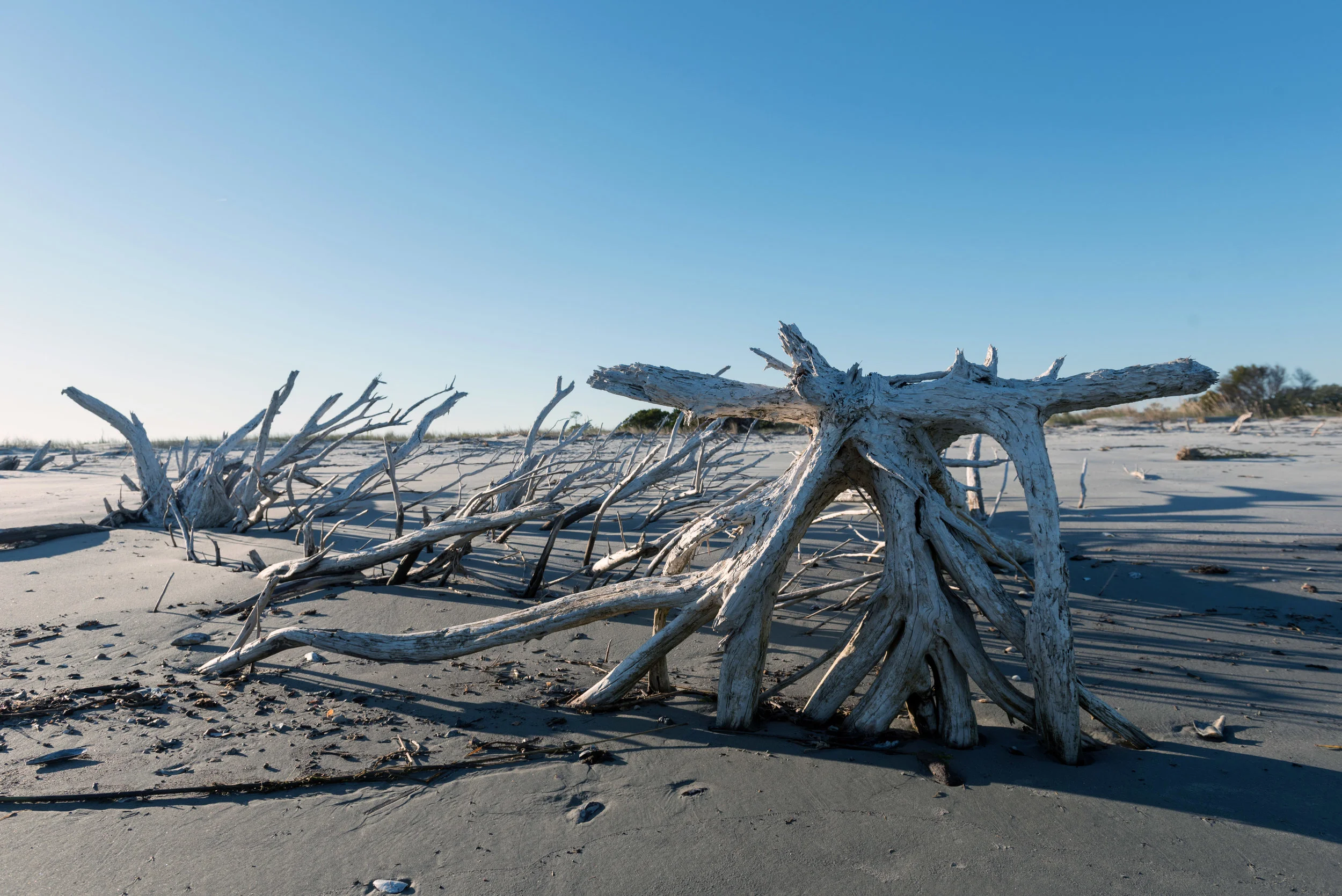 Remnants of trees on Otter Island.