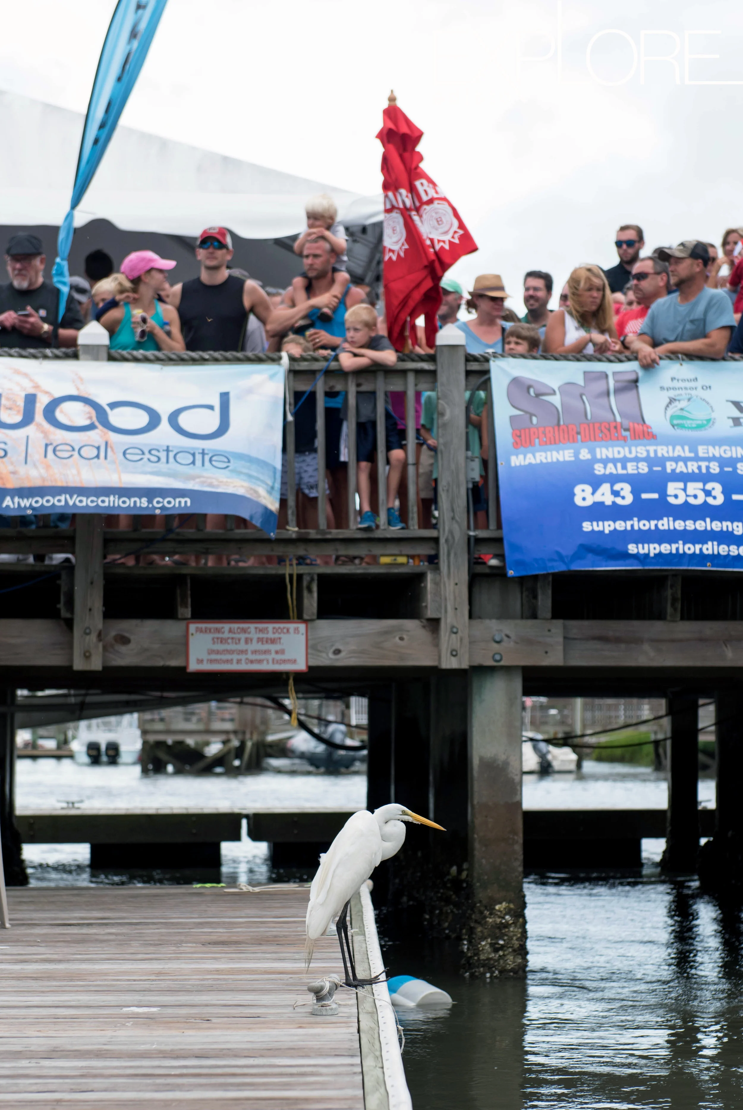 Egret perched on dock with crowd in the background.