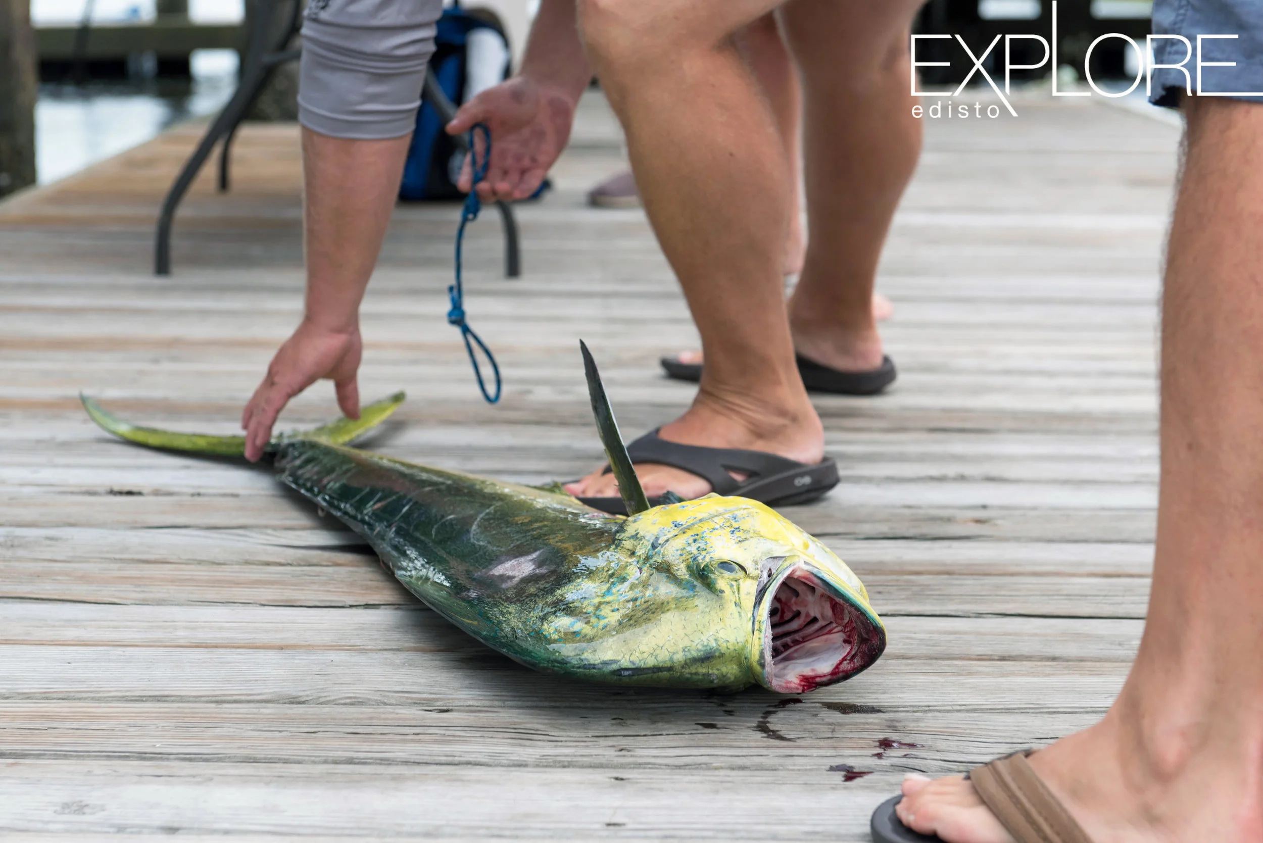 Dolphin lying on dock about to be weighed.