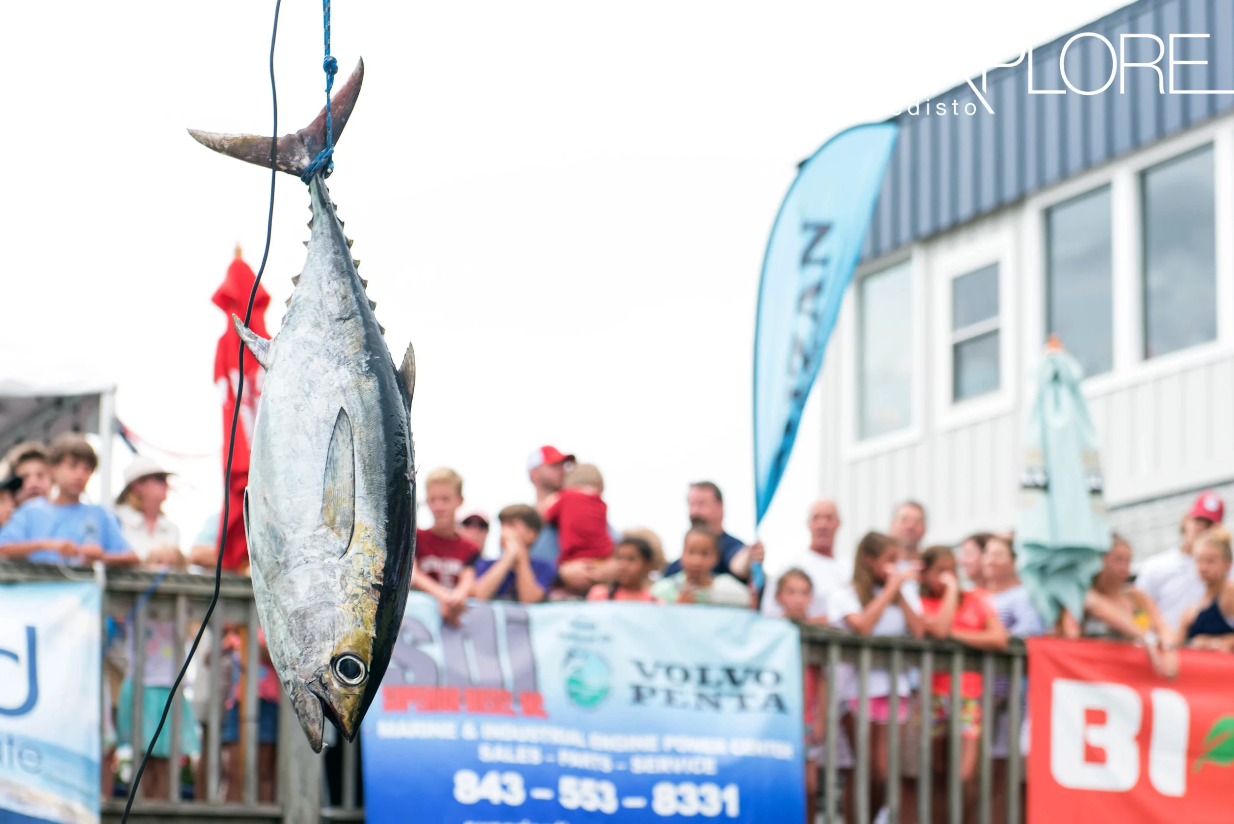 Tuna hanging from rope at weigh-in, crowd in the background.