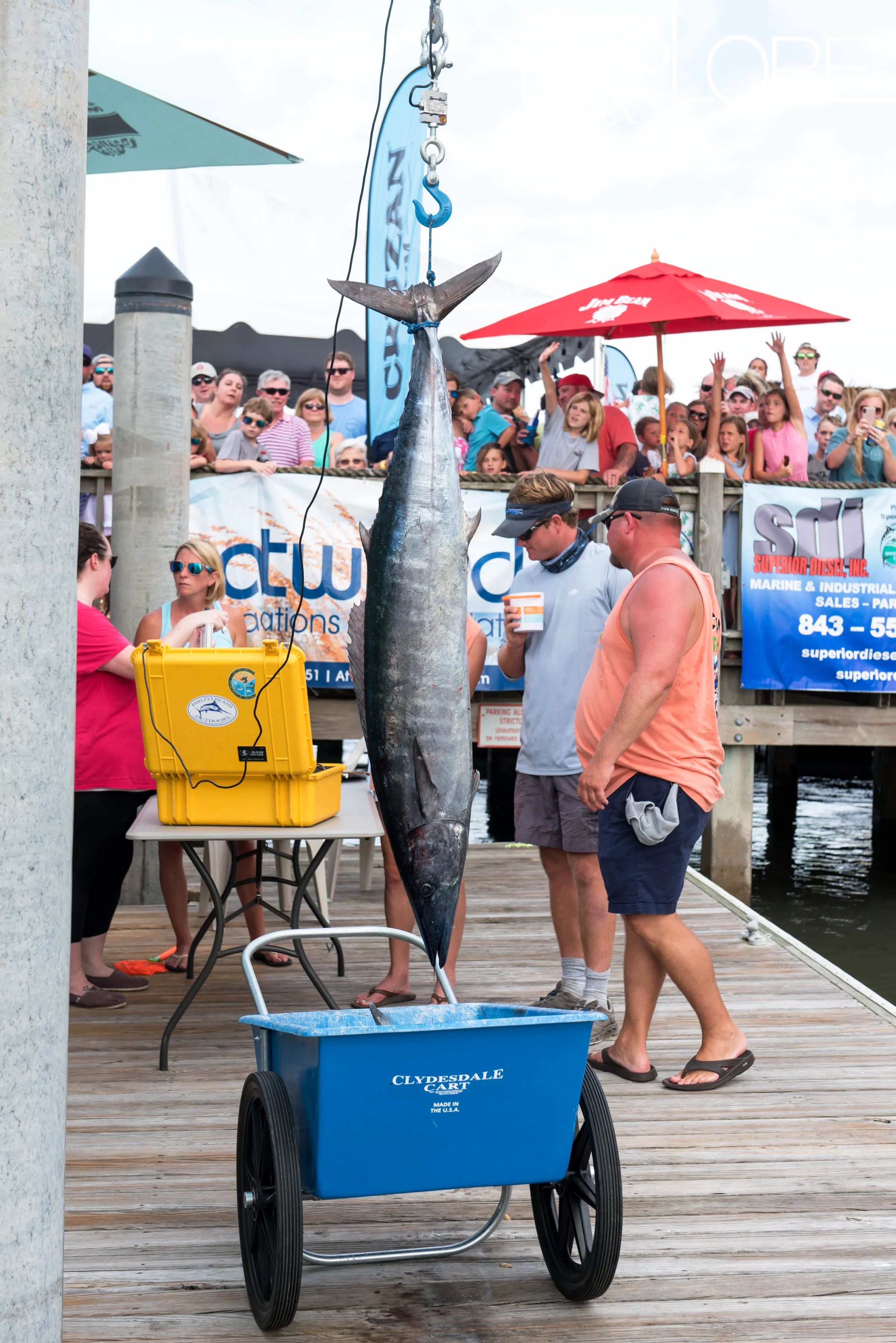 Large wahoo suspended from line at weigh-in with crowd in the background.