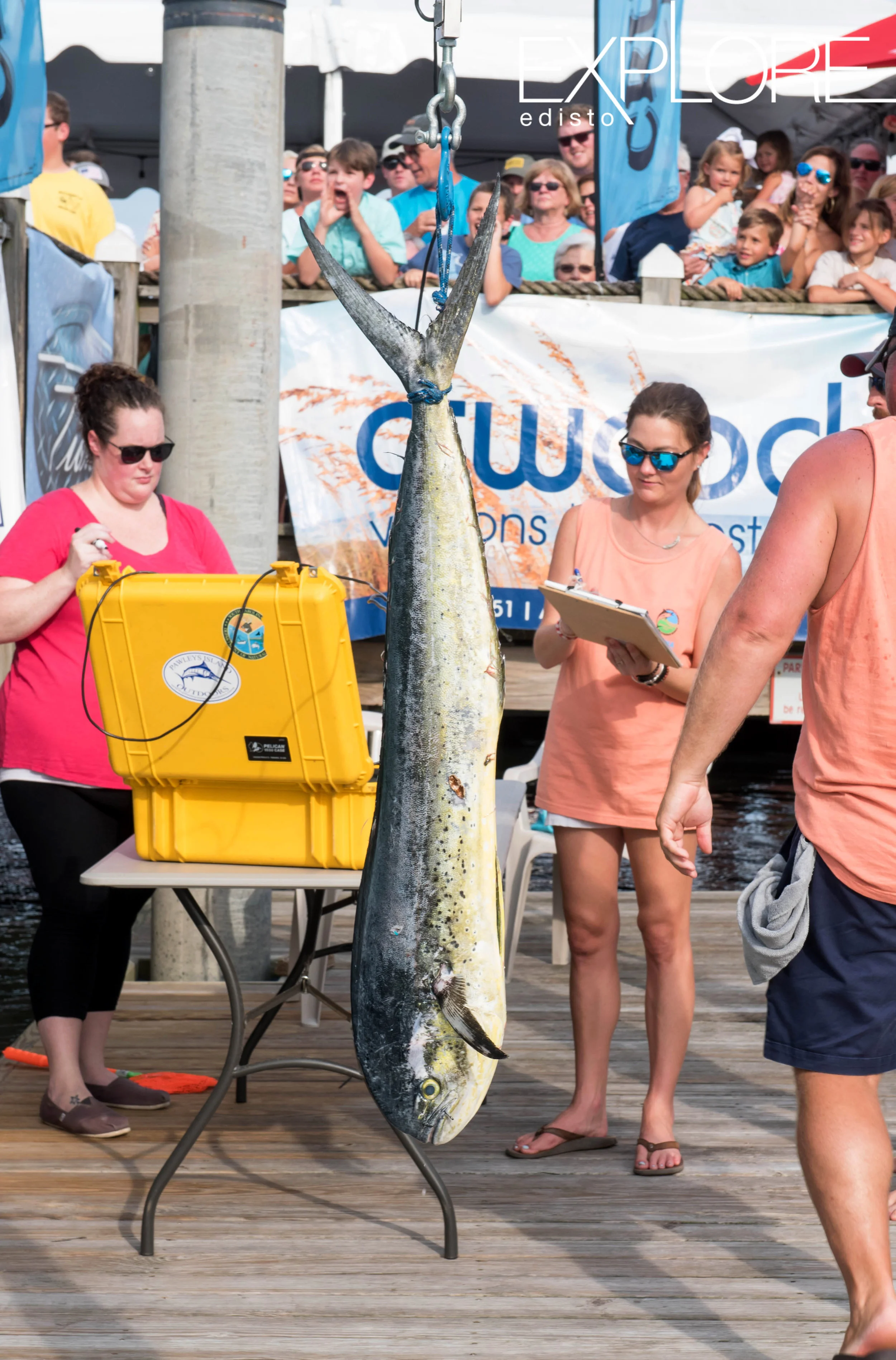 Mahi-mahi being weighed in.