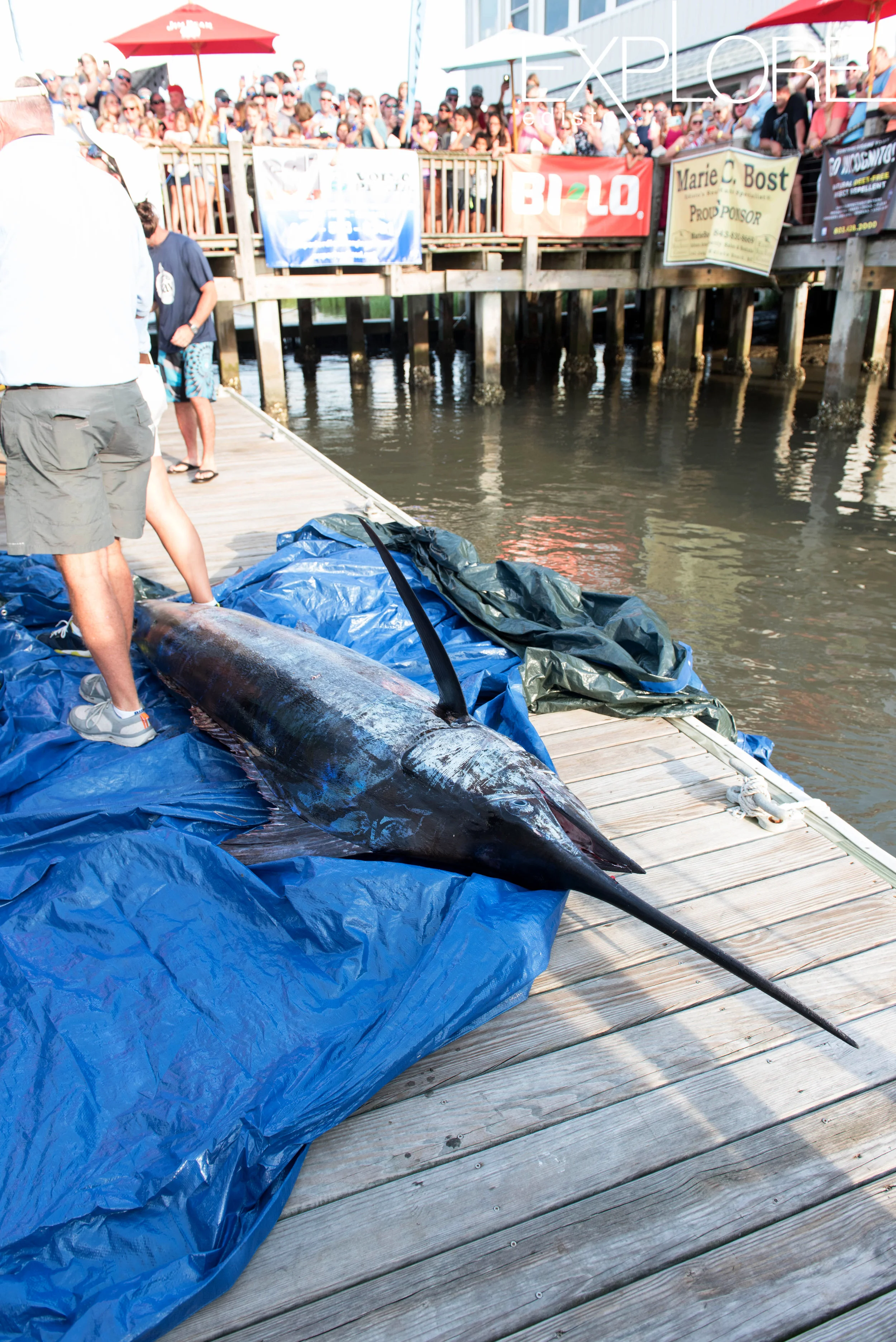 Marlin laying on blue tarp on dock.