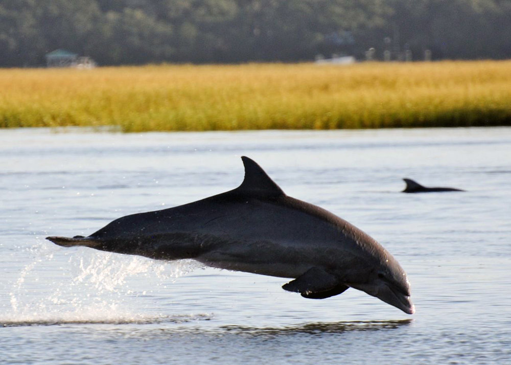 Dolphin+(1).jpg