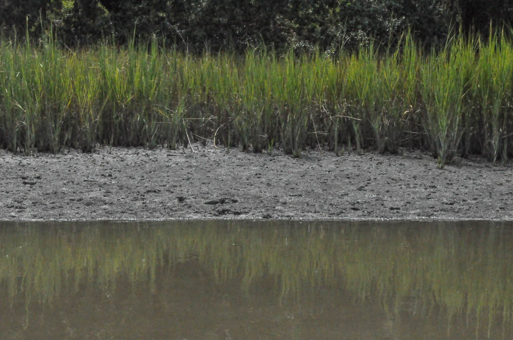 Marsh-0477.jpg
