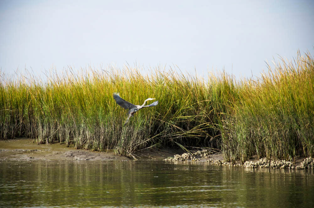 Marsh_Bird-8605.jpg