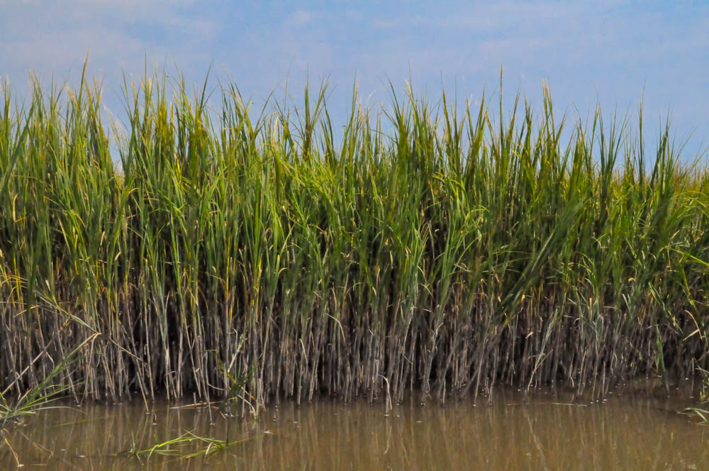 Marsh-0469.jpg