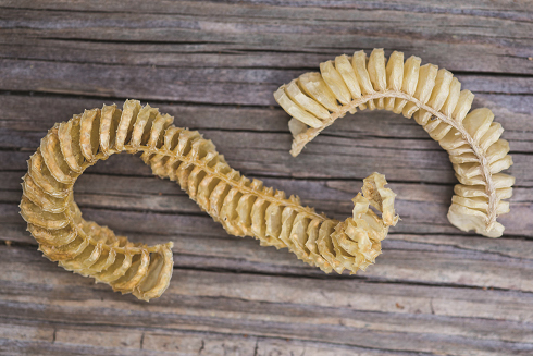Egg case - The papery string of egg cases laid by the knobbed whelk, Busycon carica .