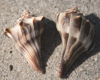 Whelks- Knobbed whelk (left) displaying more prominent knobs than the lightning whelk at right.