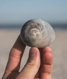 Moon snail- The Atlantic moon snail, Neverita duplicata .