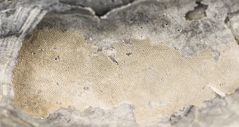 Bryozoan- The lacy patterns of a bryozoan colony on an oyster shell.