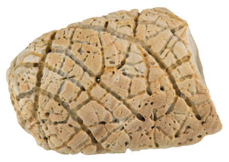 Bristle- Puzzling patterns left by acid-secreting bristle worms.