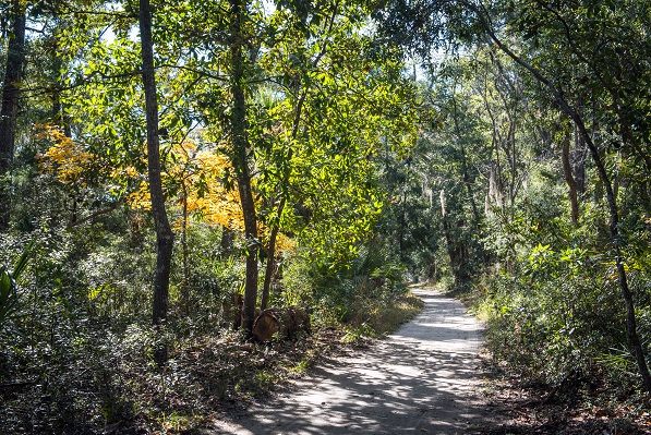 Edisto_Hiking_Trails-7635.jpg