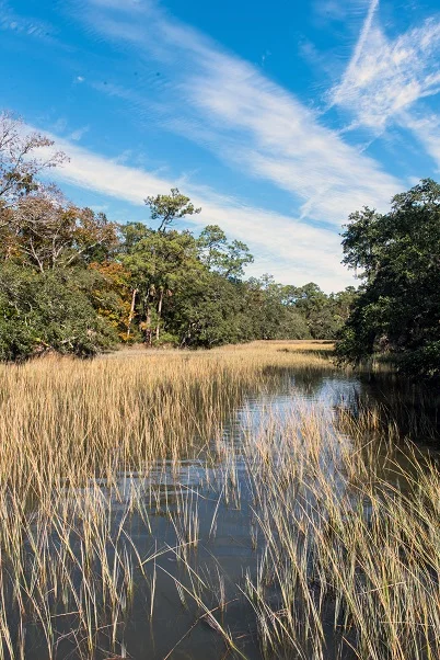 Edisto_Hiking_Trails-7622.jpg