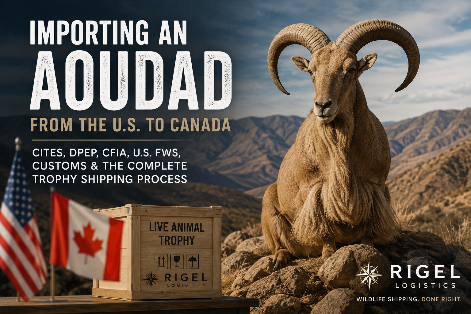 Importing an Aoudad Trophy from the United States into Canada