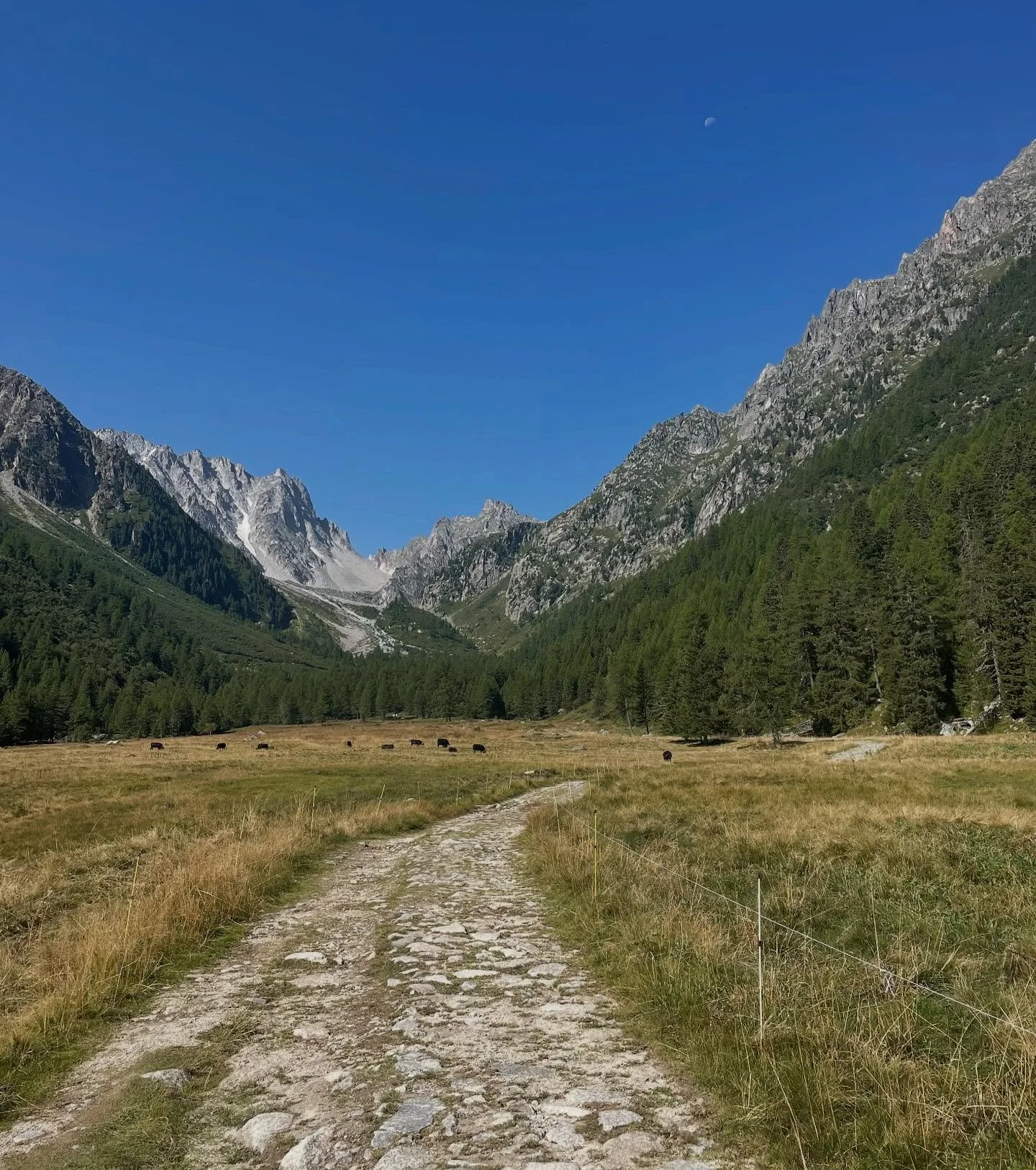 ☀️🐄🥾
.
.
.
.
#tourdumontblanc #tmb #hikinglife #trekker #walkingtour #swisshiking #frenchalps #swissalps?? #originaldesign #originaltshirt #exclusivedesign #vachementsuisse #supportsmallshops #alpine #mountainlover #alpin #swissshop #swissdesign #v