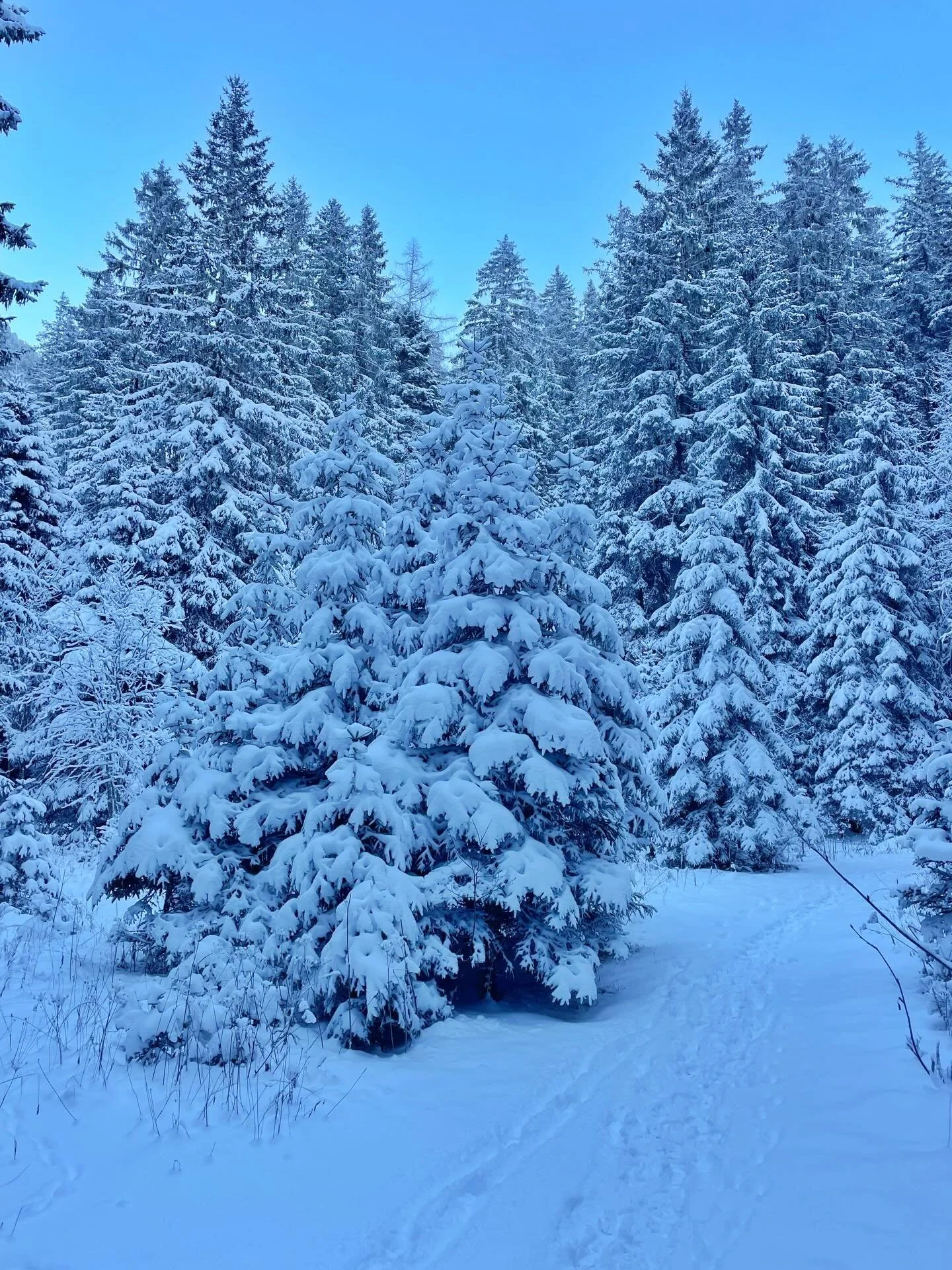 ❄️ in Champex!
.
.
.
#champex #paysdustbernard