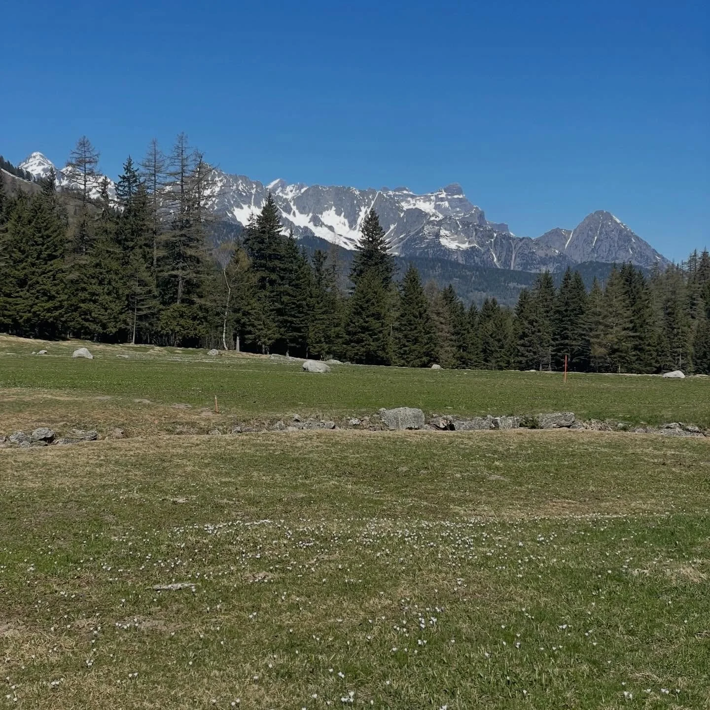 Snow&rsquo;s melting, flowers are blooming&hellip;🌸
.
.
.
.
#champex #champexlac