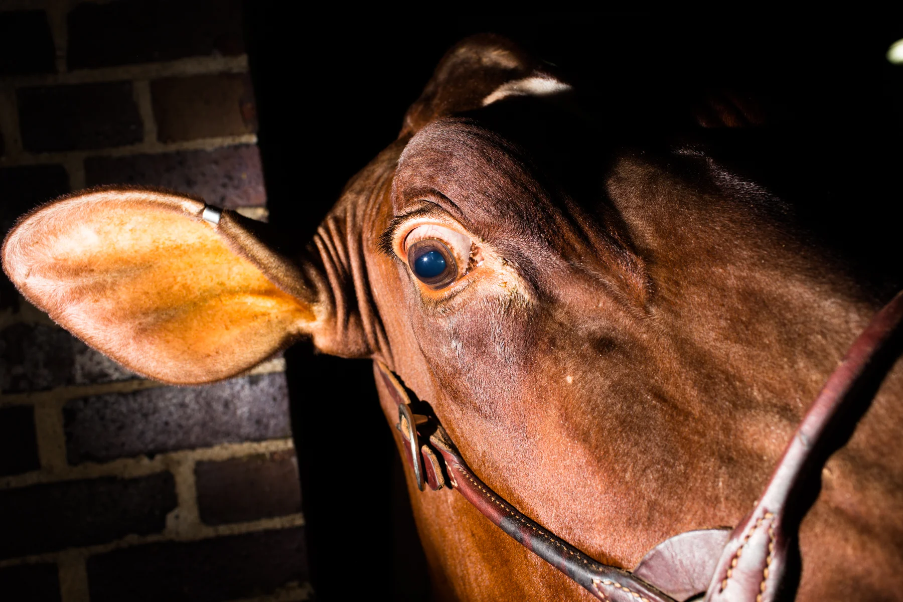 20150814_IowaStateFair_0729.jpg