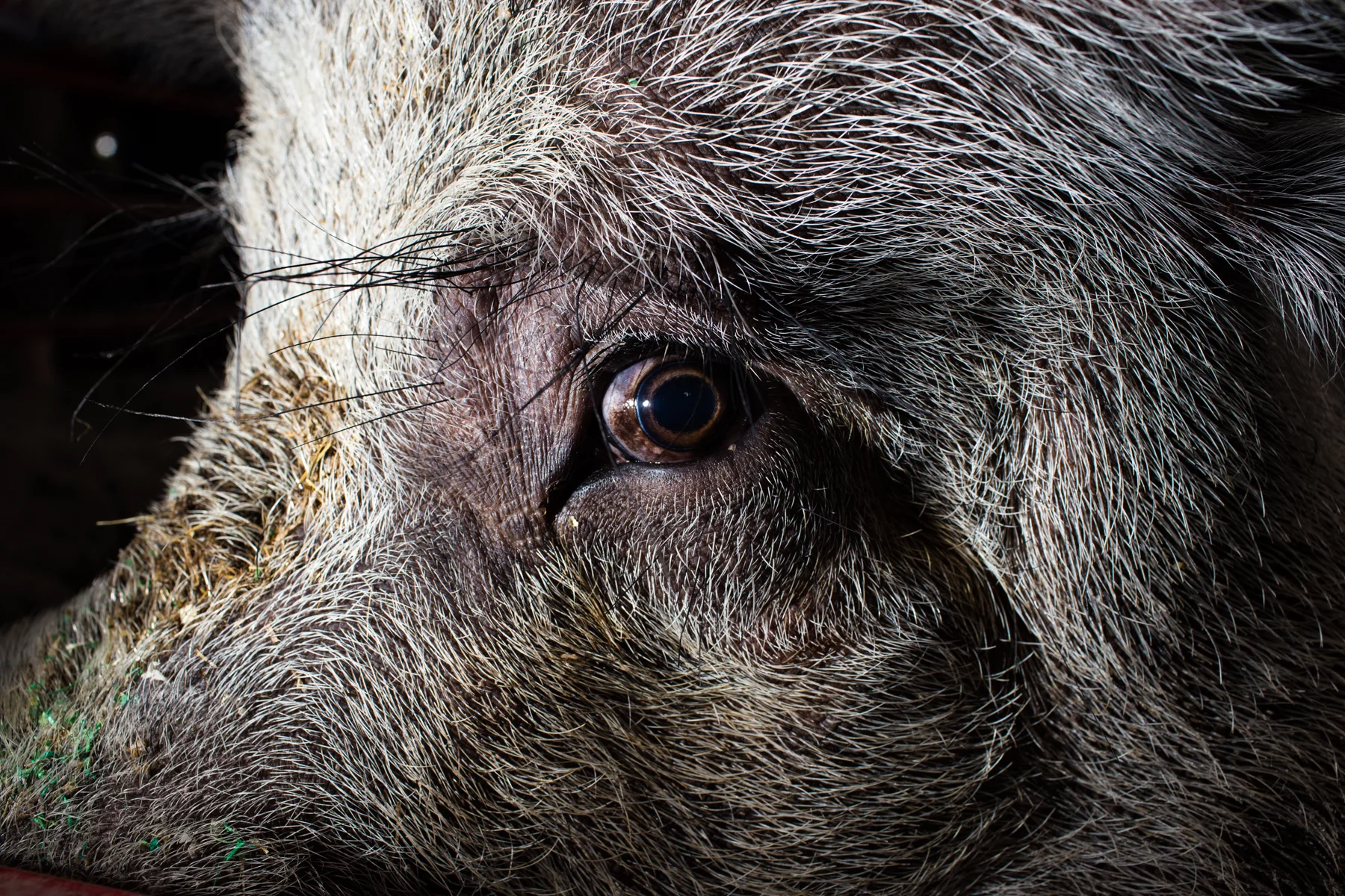 20150813_IowaStateFair_0359.jpg