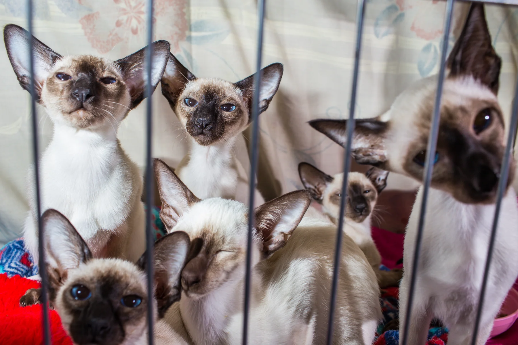 20141122_CatShow_0530.jpg