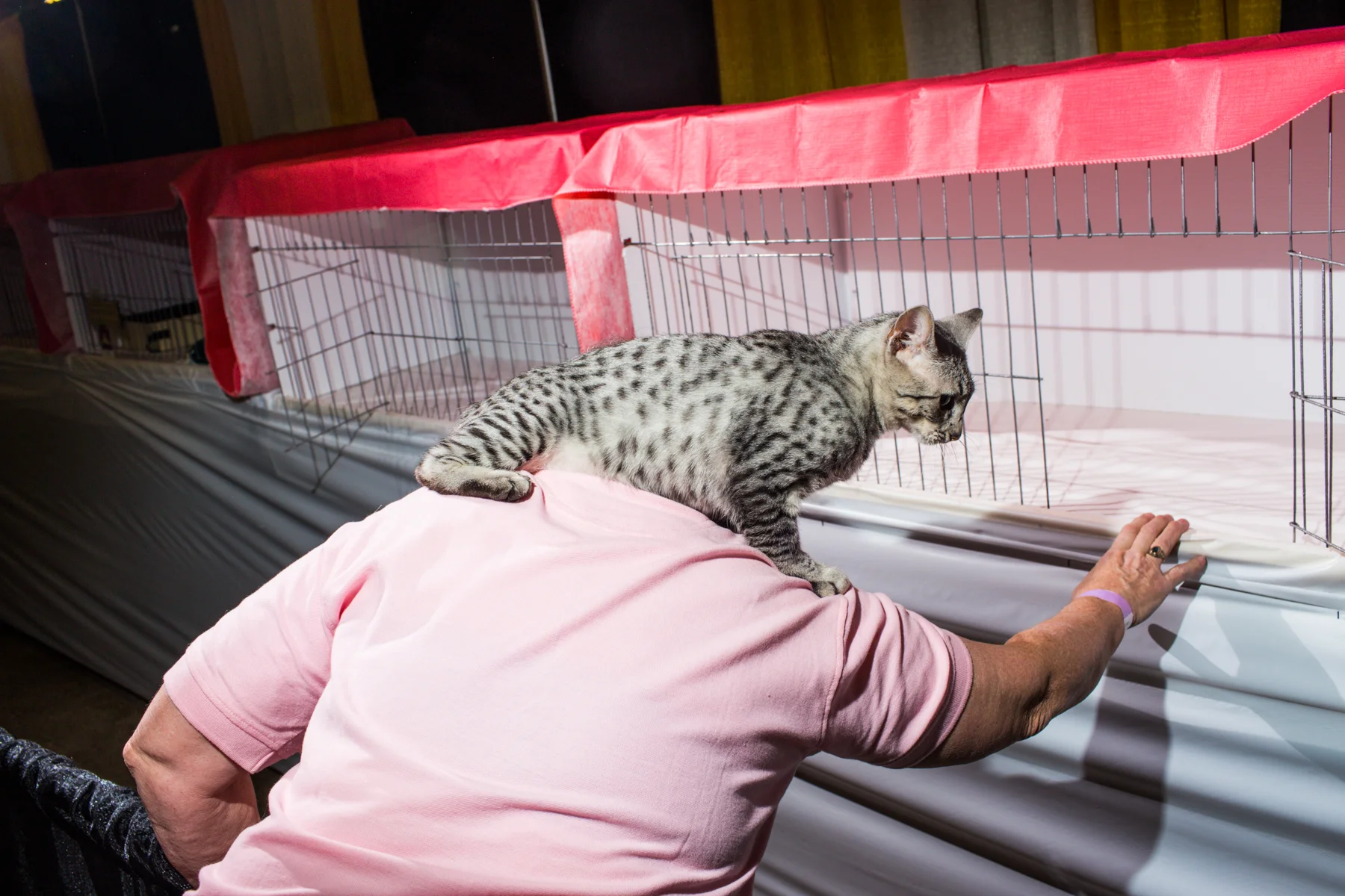 20141122_CatShow_0566.jpg