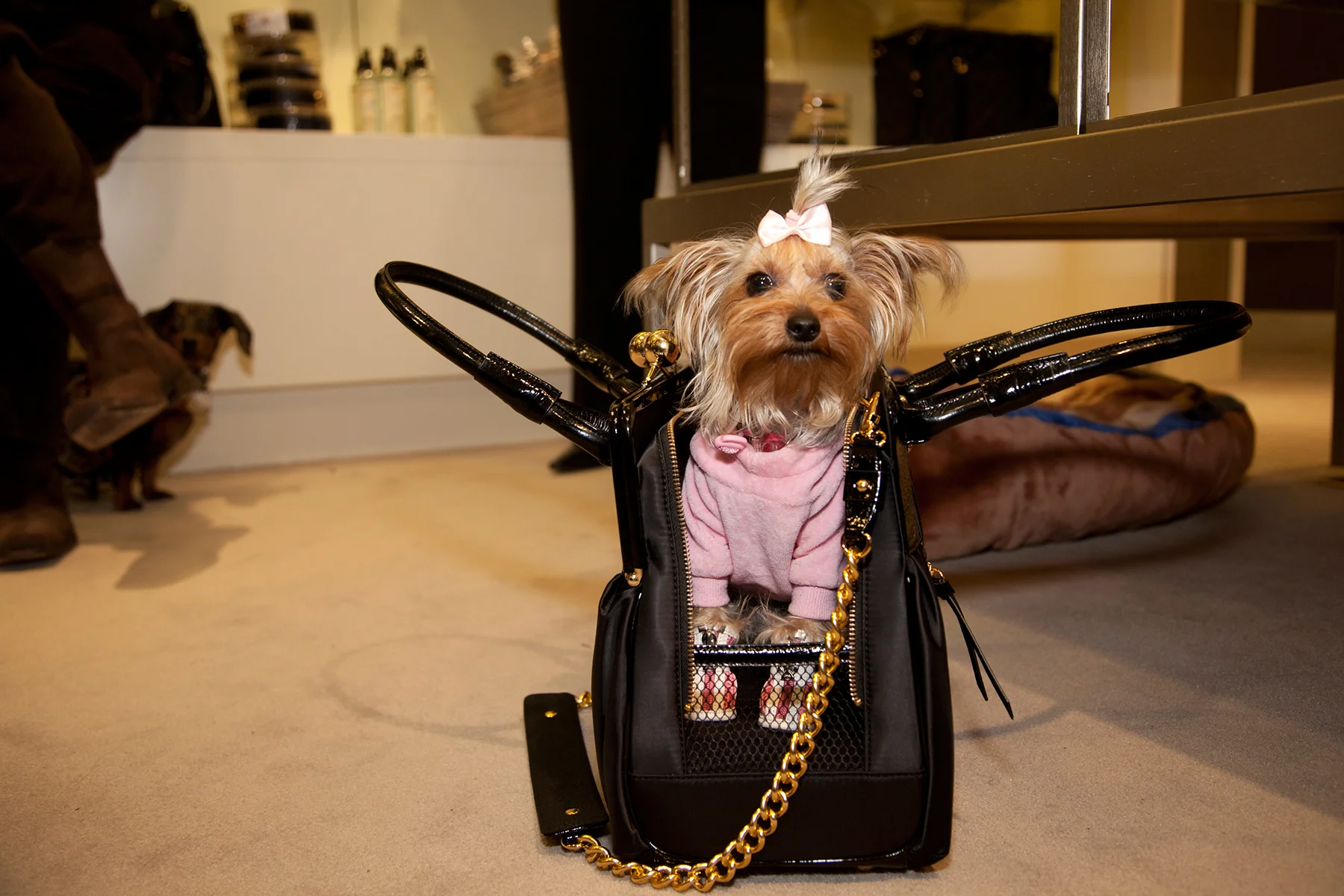 20100212_Dog_Show_0216.jpg