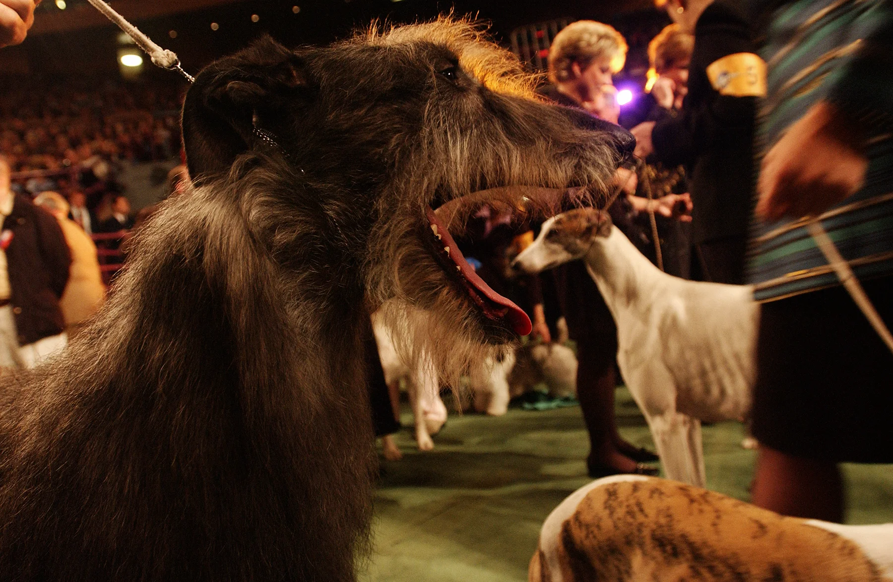 20040210_WKC_Dog_Show_1899_color.jpg