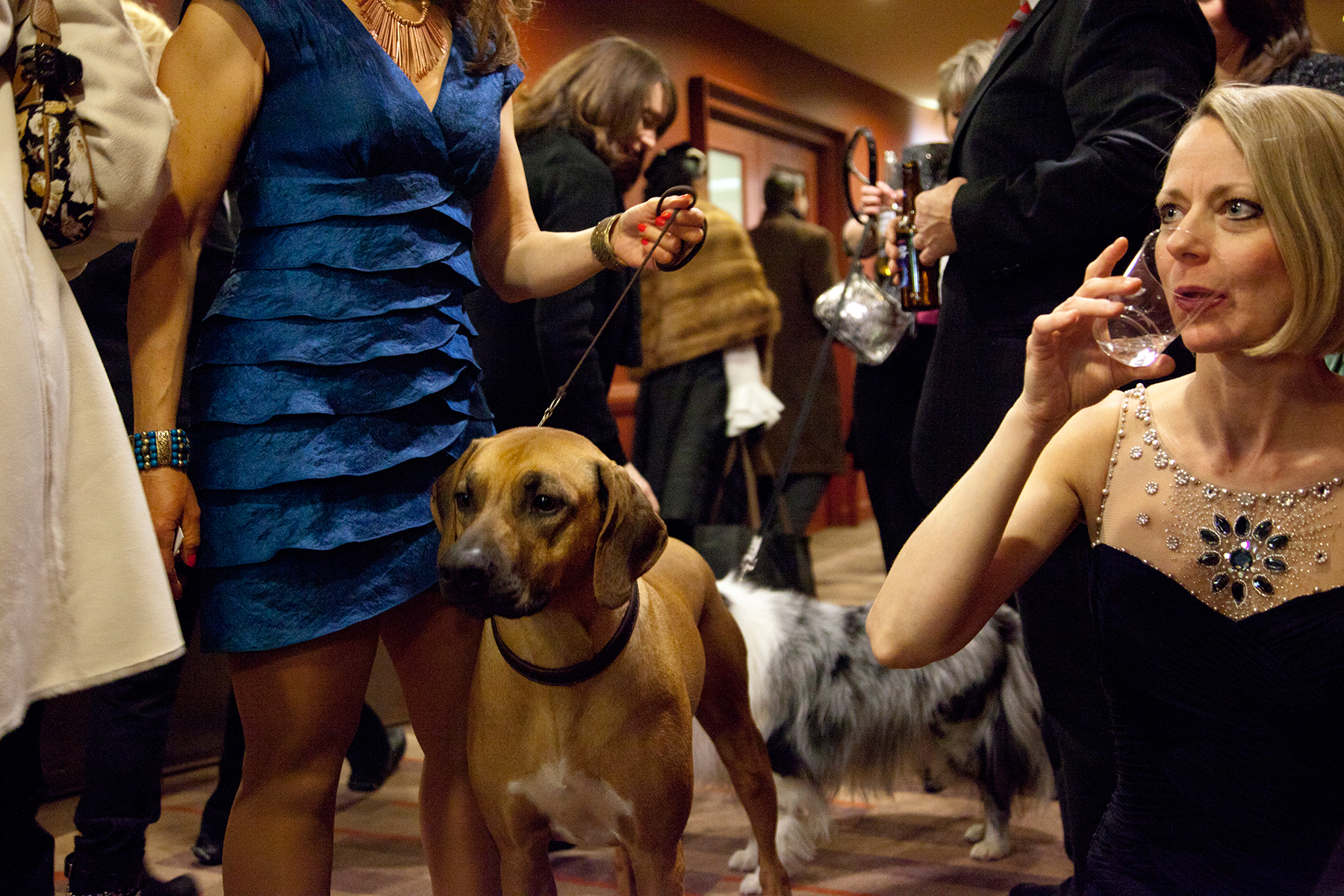 20100212_Dog_Show_0407.jpg