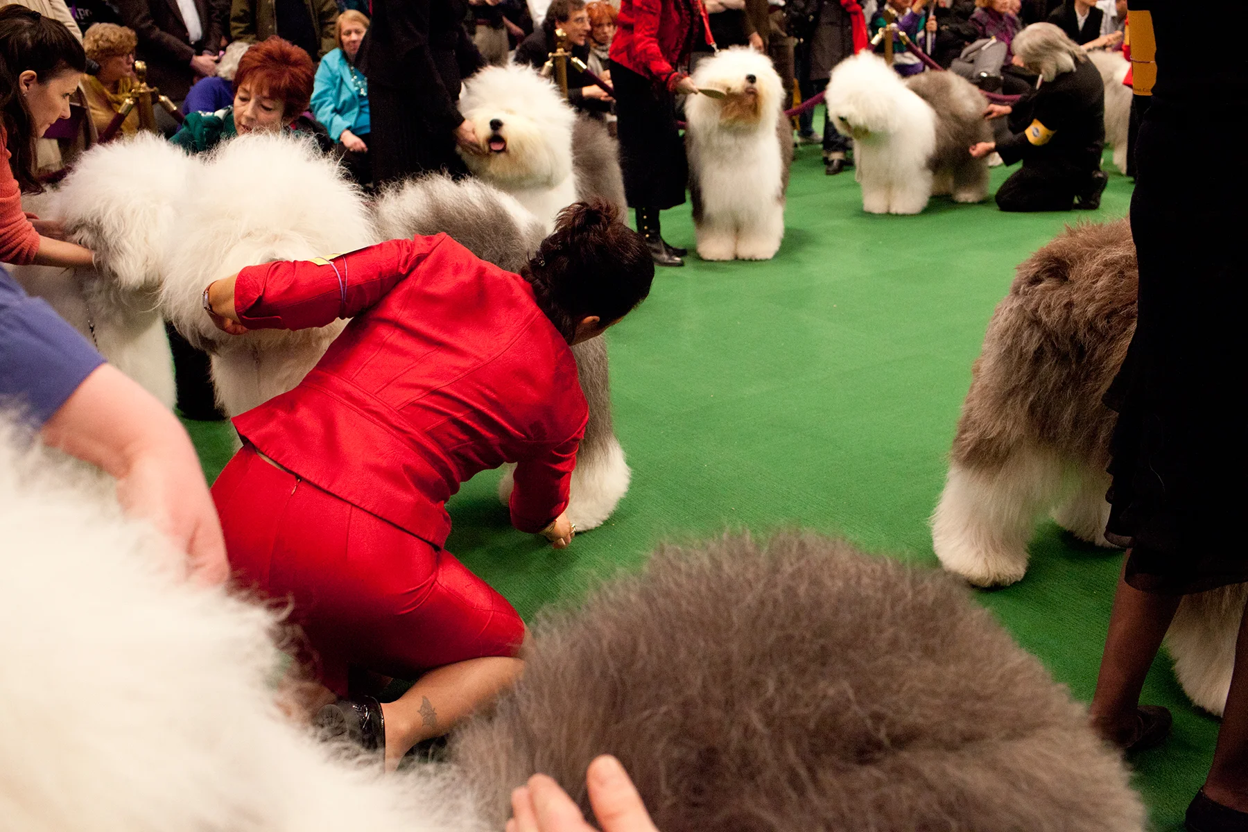 20100215_Dog_Show_0732.jpg