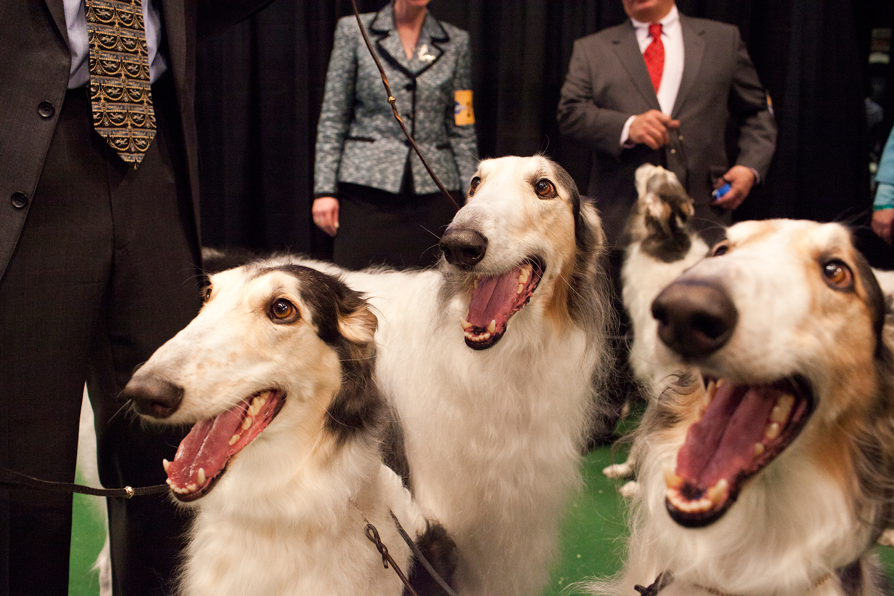 20100215_Dog_Show_1172.jpg