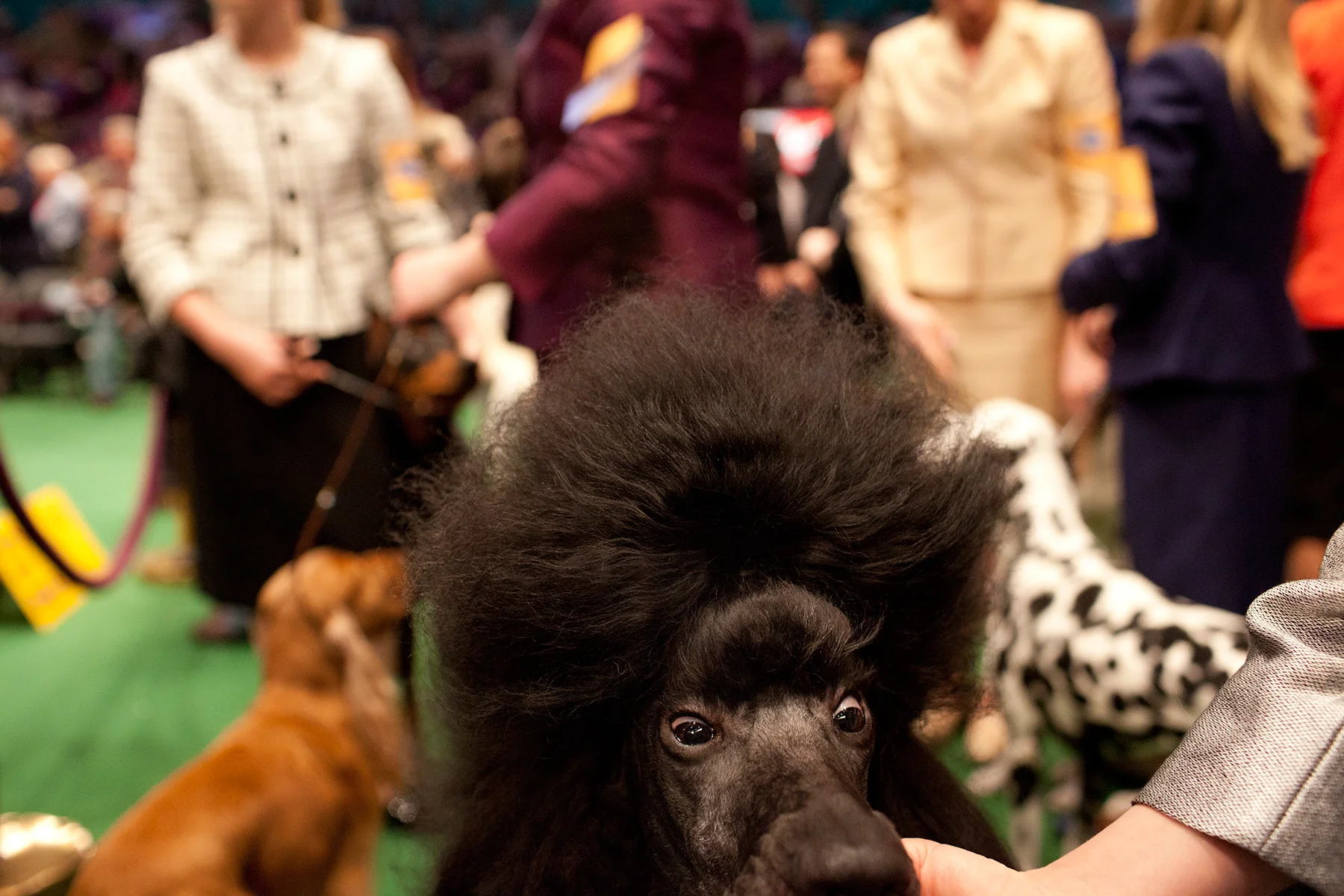20100215_Dog_Show_1299.jpg