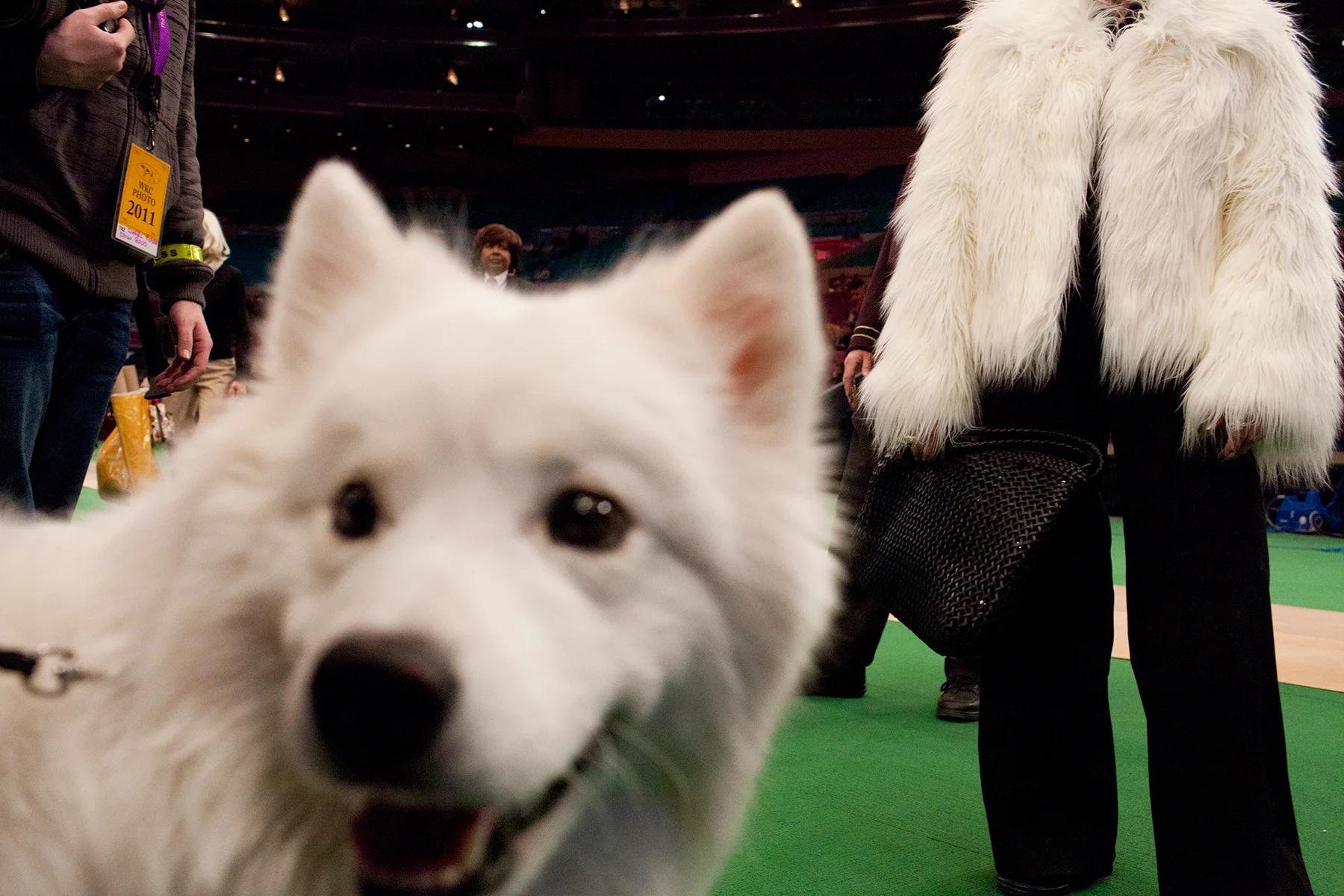 20110215_Dog_Show_0896.jpg