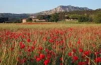 Poppy field 