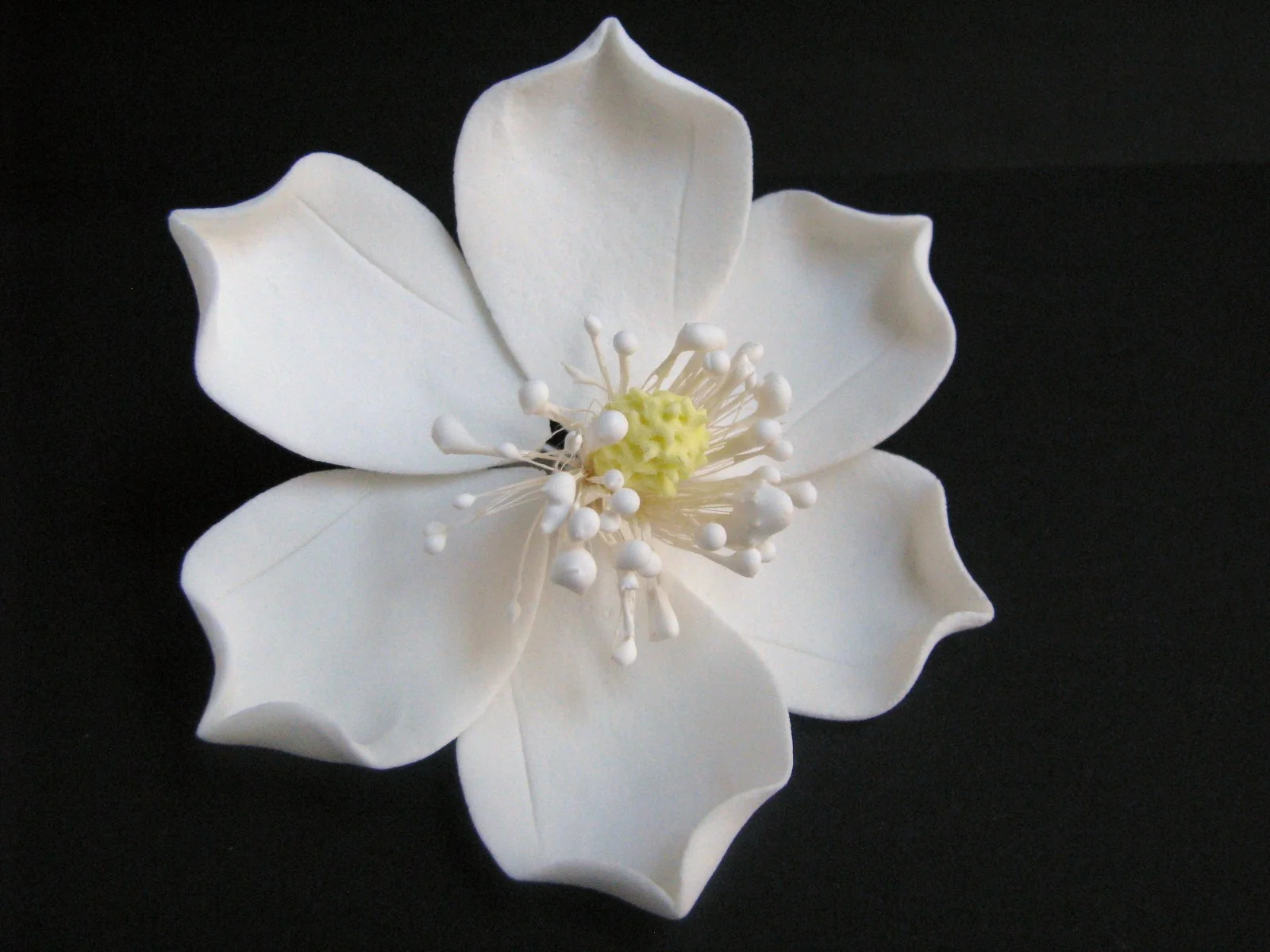 magnolia-southern-magnolia-3.gif
