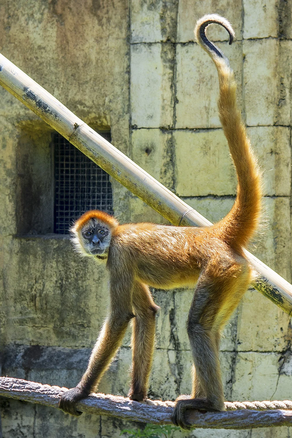 NOLAMonkey NOLA ZOO 2582Web.jpg