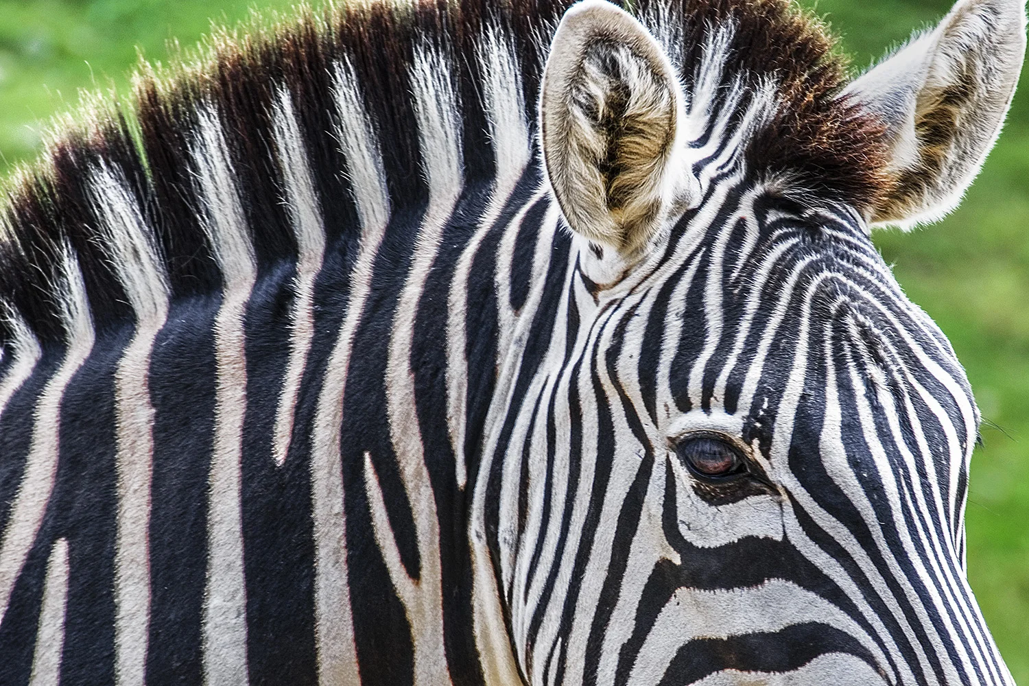 Zebra051 web.jpg