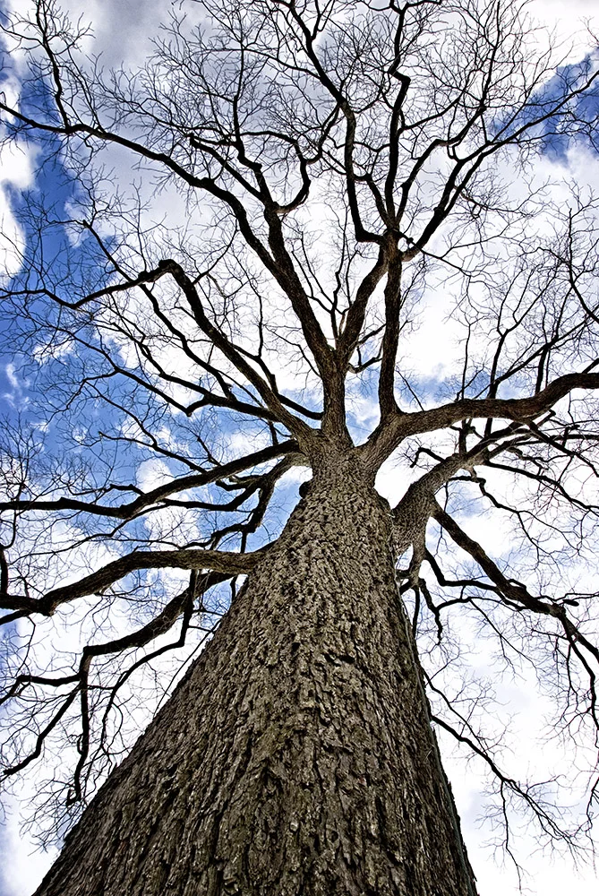 66 Pecan Tree 18x12 web.jpg