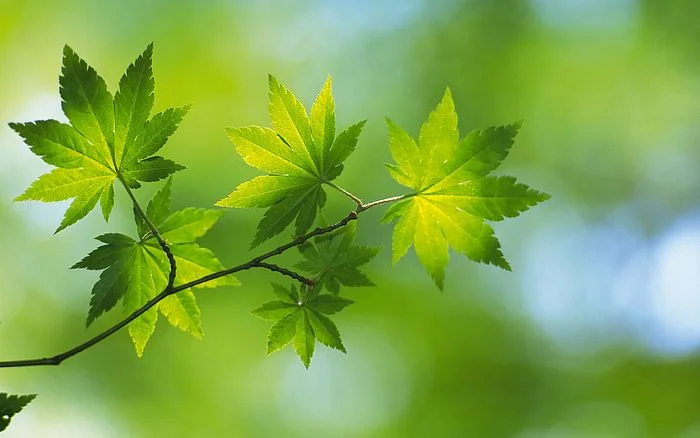 68728194-leaves-wallpapers.jpeg