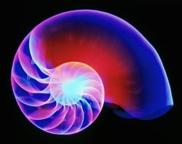 x-ray-nautilus.jpg