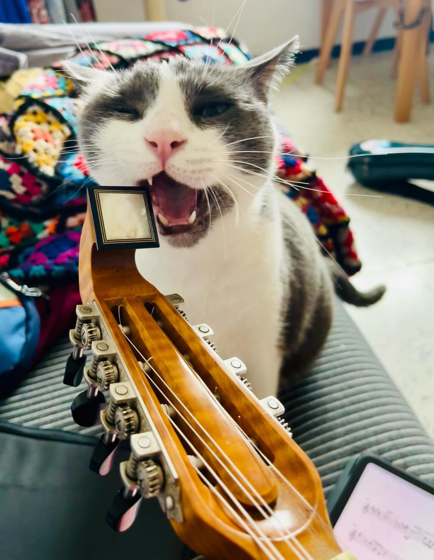 Mars 😸🎧☀️🏔️❄️

#music #mandolin #cat #nature #goodtimes