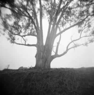 Ridgeline