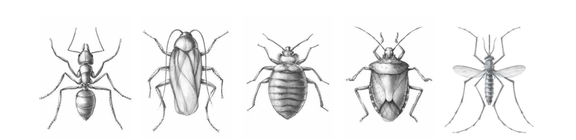 illustrations created for various purposes