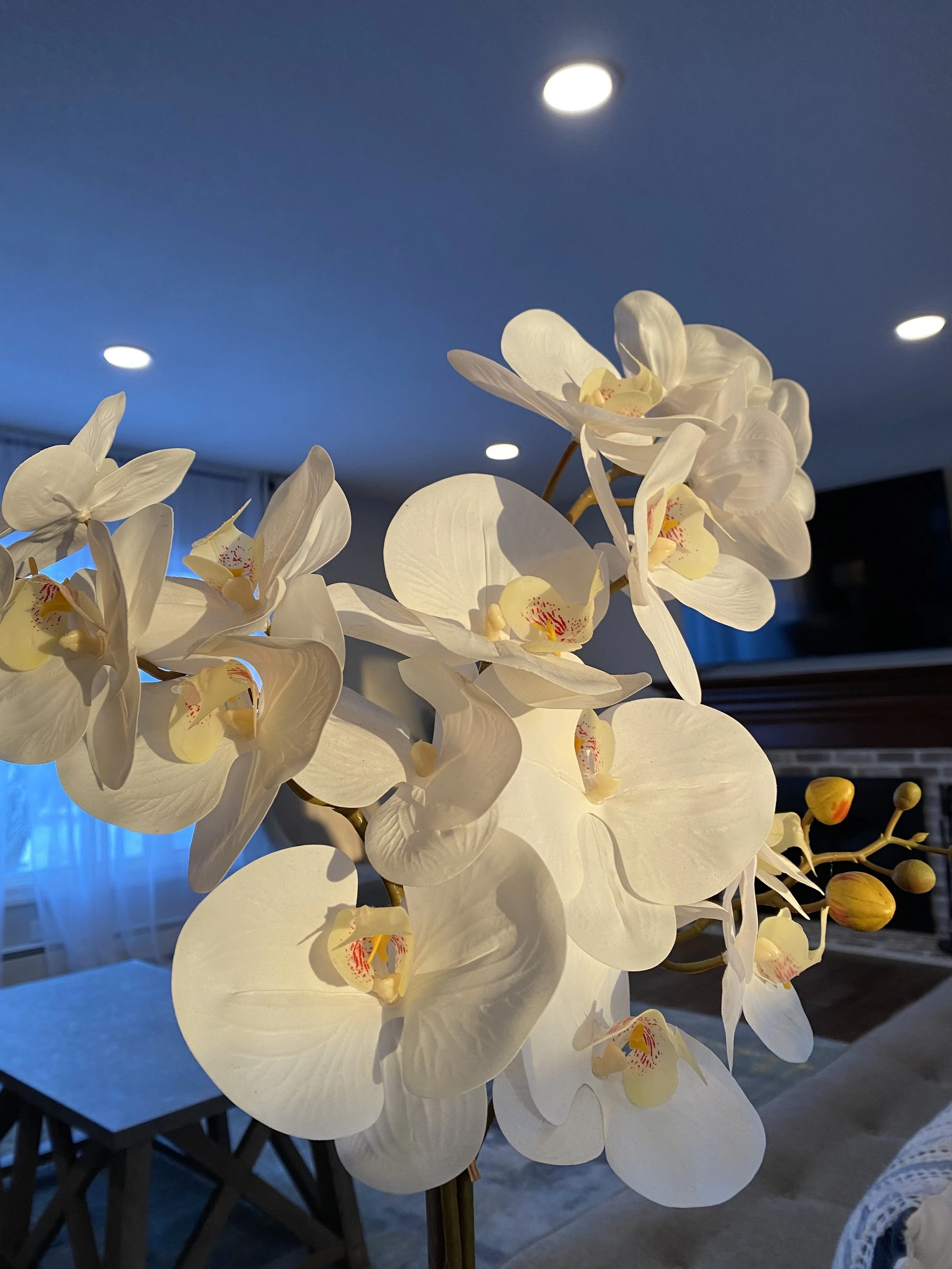 MINNESOTA ORCHID (16X20)