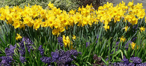 daffodil.jpg