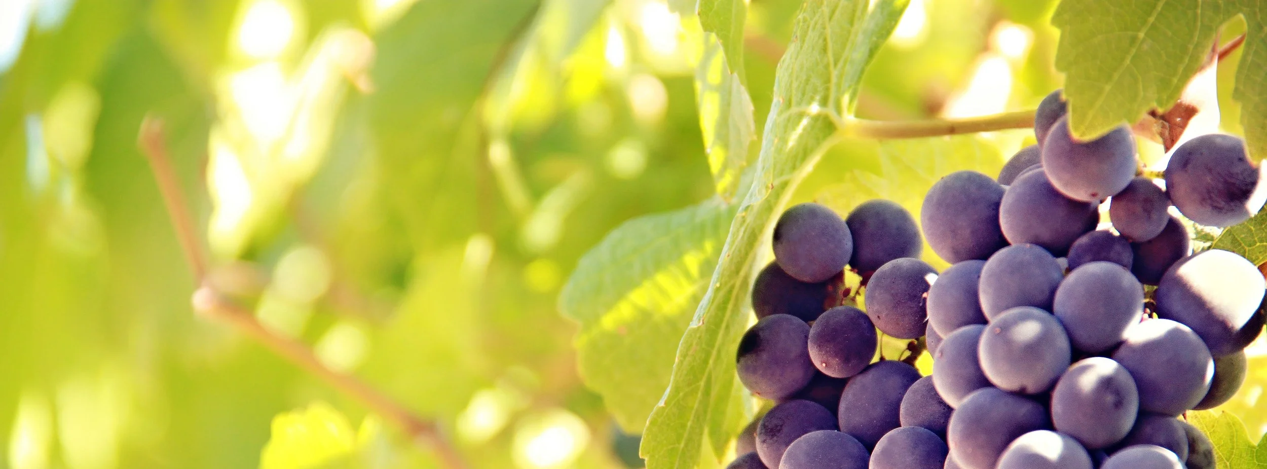 Vineyard Christian Stock Images.jpg