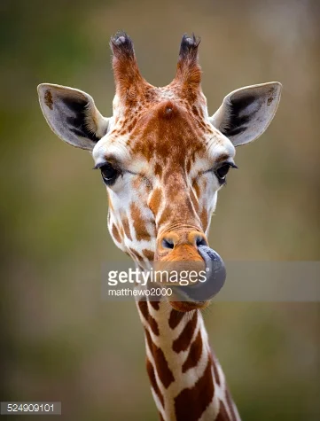 Photo by matthewo2000/iStock / Getty Images