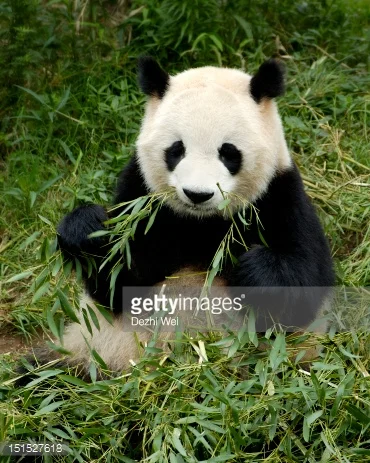 Photo by Dezhi Wei/iStock / Getty Images