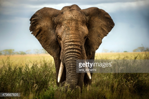 Photo by lara_zanarini/iStock / Getty Images
