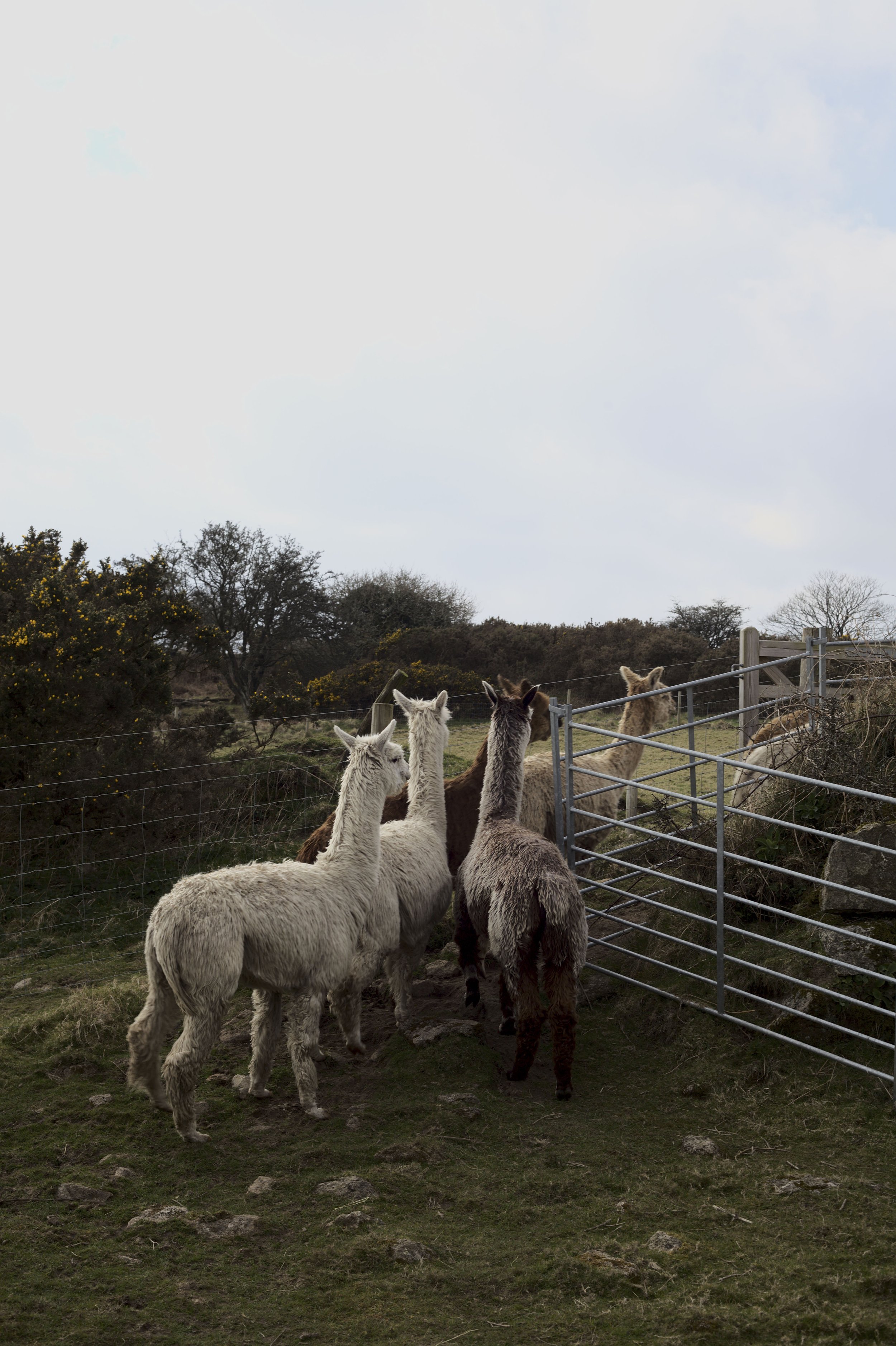  The herd going to pasture; alpaca have soft padded feet rather than hooves so they ‘poach’ the land far less—even in wet winters. 